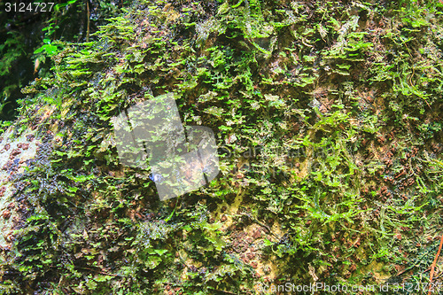 Image of  green moss for background texture