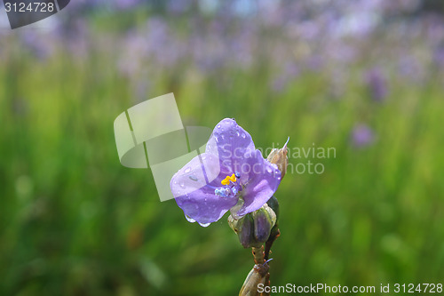 Image of Murdannia giganteum, Thai purple flower and Pine forest 