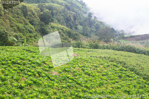 Image of chinese cabbage field