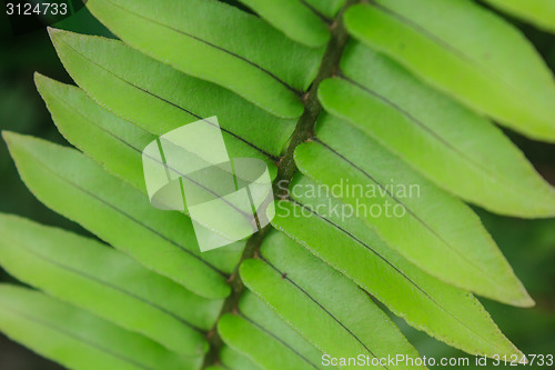 Image of Fern leaf texture