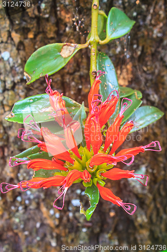 Image of Aeschynanthus Hildebrandii, wild flowers in forest