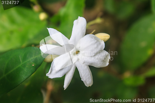 Image of White Jasmine flowers in garden