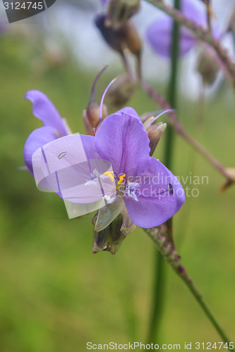 Image of Murdannia giganteum, Thai purple flower and Pine forest 