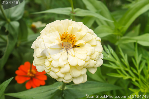 Image of Zinnia elegans in field