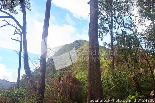 Image of  green mountains and forest on top veiw