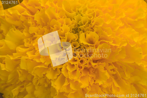 Image of Marigold  flowers field, summer in garden 