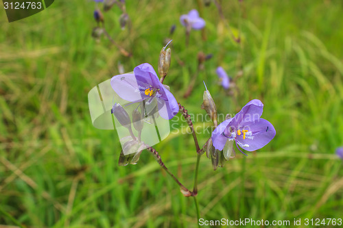 Image of Murdannia giganteum, Thai purple flower and Pine forest 