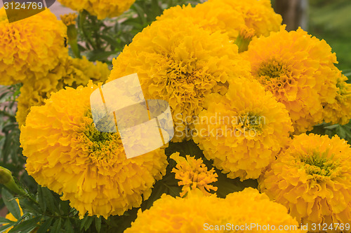 Image of Marigold  flowers field, summer in garden 