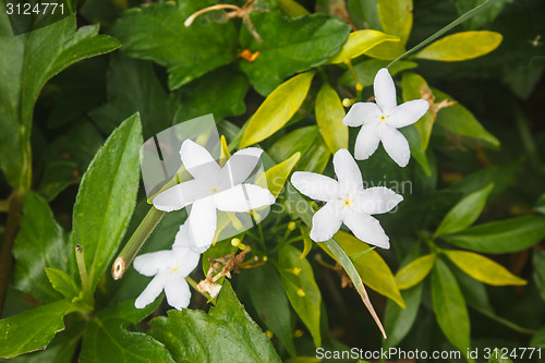 Image of White Sampaguita Jasmine or Arabian Jasmine