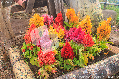 Image of  plumped celosia flower in the garden