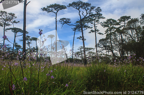 Image of Murdannia giganteum, Thai purple flower and Pine forest 