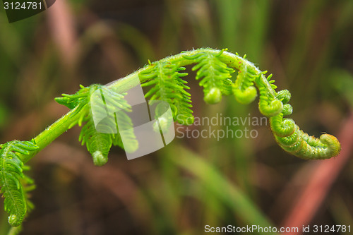 Image of Close up of fern leaf with water drops 