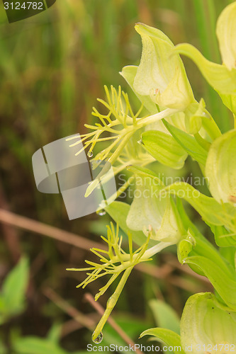 Image of Wild orchids in nature