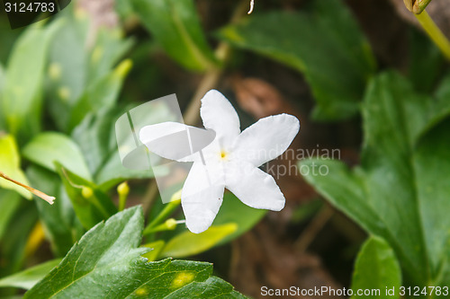 Image of White Sampaguita Jasmine or Arabian Jasmine