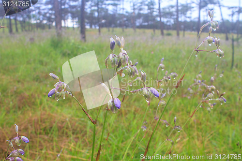 Image of Murdannia giganteum, Thai purple flower and Pine forest 