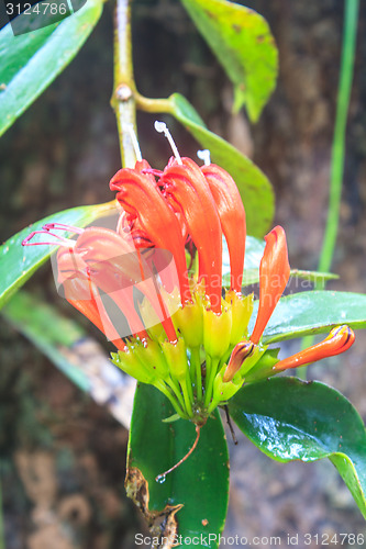 Image of Aeschynanthus Hildebrandii, wild flowers in forest