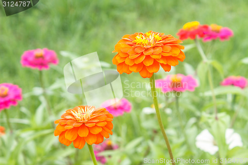 Image of Zinnia elegans in field