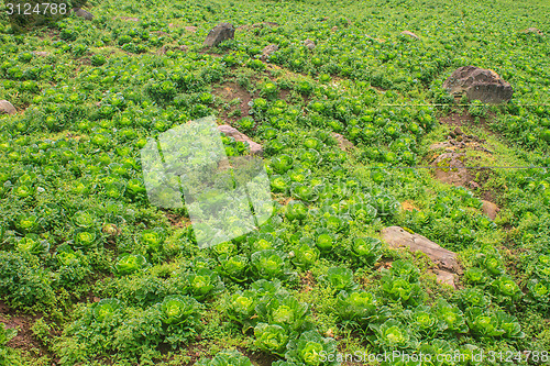 Image of chinese cabbage field