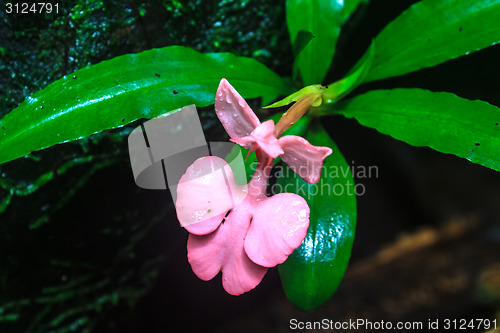 Image of habennaria rhodocchelia hance from rainforest