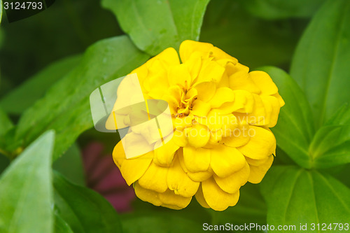 Image of Zinnia elegans in field