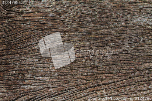 Image of texture of bark wood 