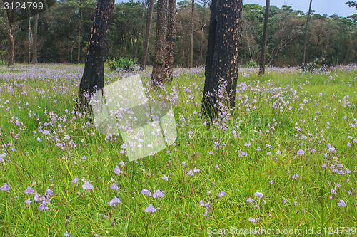 Image of Murdannia giganteum, Thai purple flower and Pine forest 