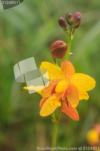 Image of Spathoglottis lobbii Lindl flower