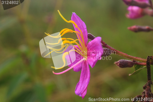 Image of purple Malabar flower 