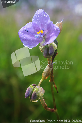 Image of Murdannia giganteum, Thai purple flower and Pine forest 