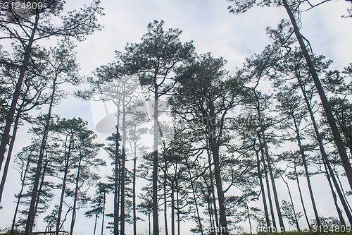 Image of pine tree forest  on mountain