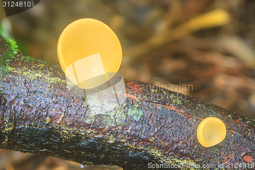 Image of Champagne mushrooms (Fungi Cup) 