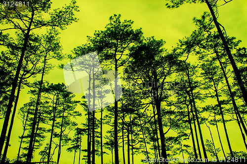 Image of sunset with black pines silhouette