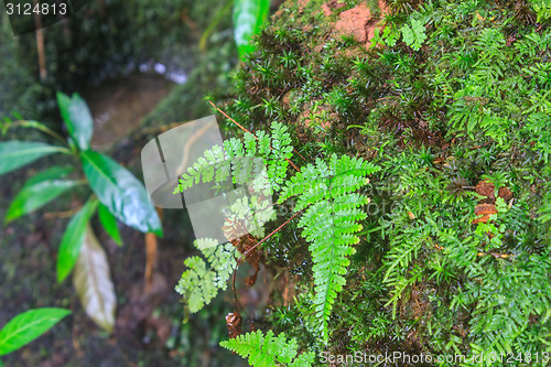 Image of  tropical forest