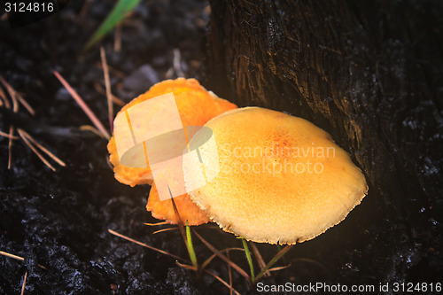 Image of mushrooms growing on a live tree 