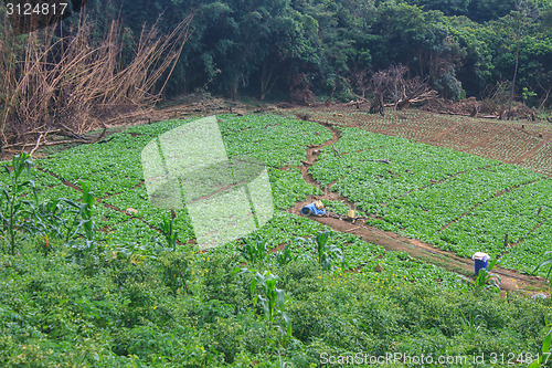 Image of fields in the mountains