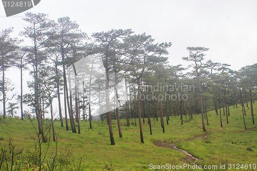 Image of pine tree forest  on mountain