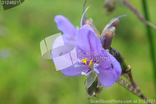 Image of Murdannia giganteum, Thai purple flower and Pine forest 