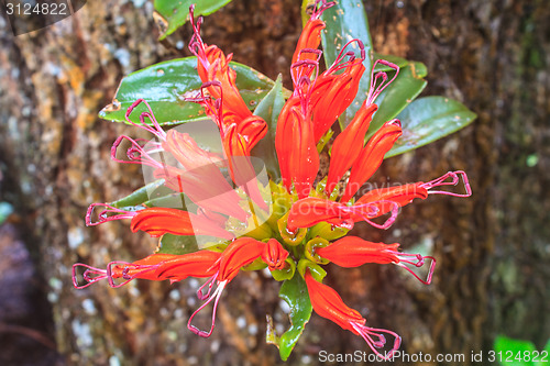 Image of Aeschynanthus Hildebrandii, wild flowers in forest