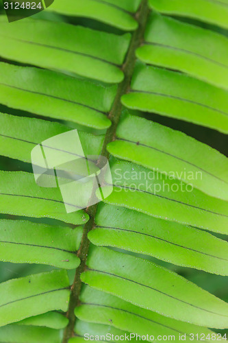 Image of Fern leaf texture