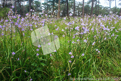 Image of Murdannia giganteum, Thai purple flower and Pine forest 