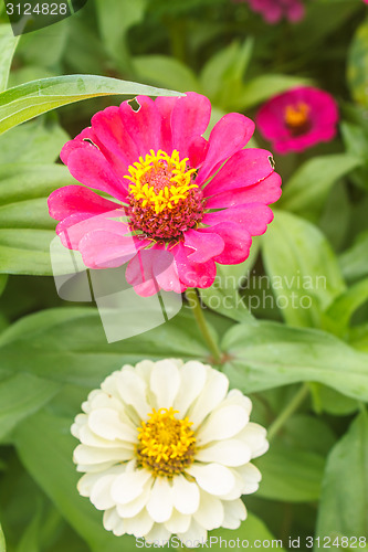 Image of Zinnia elegans in field