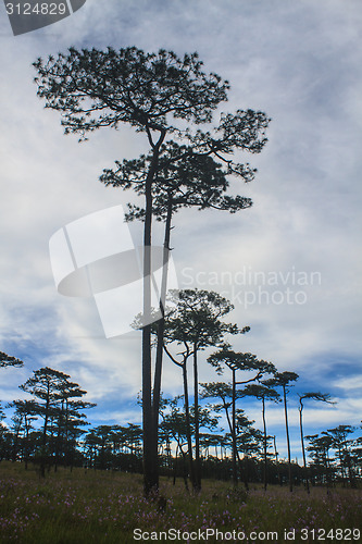 Image of pine tree forest  on mountain