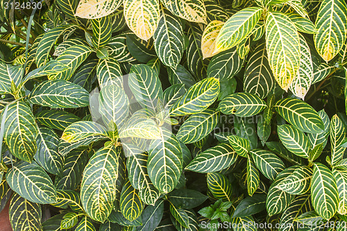 Image of beautiful green leaf background in garden