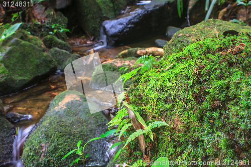 Image of  tropical forest