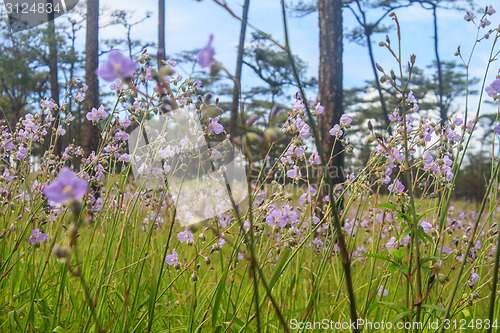 Image of Murdannia giganteum, Thai purple flower and Pine forest 