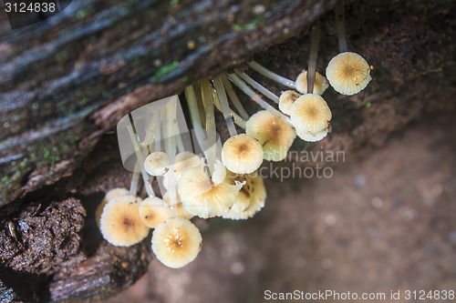 Image of mushrooms growing on a live tree 