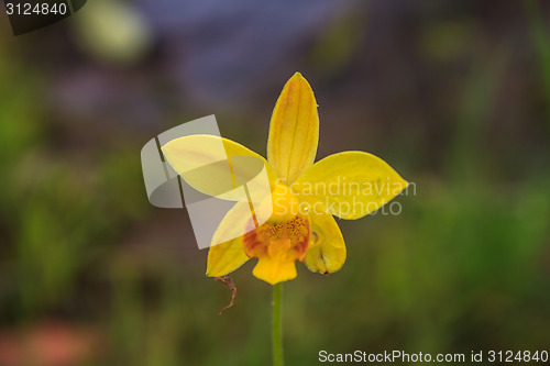 Image of Spathoglottis lobbii Lindl flower