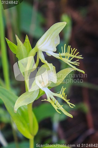 Image of Wild orchids in nature