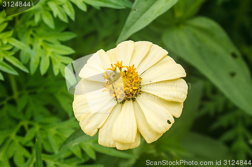 Image of Zinnia elegans in field