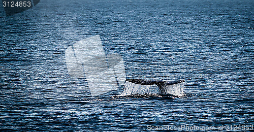 Image of Gray Whale Tail